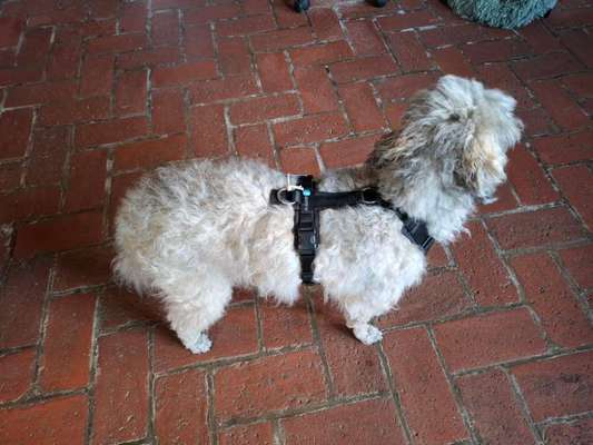 Wie sitzt mein Geschirr?-Beitrag-Bild