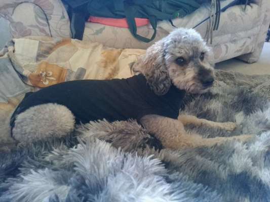 Kragen oder Post-OP-Body-Beitrag-Bild