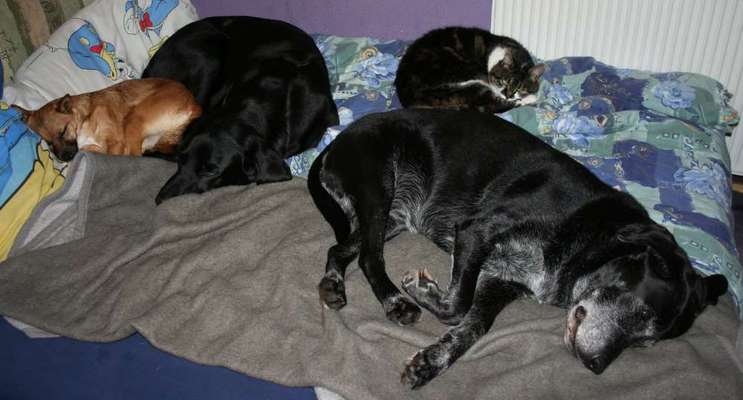 139. Fotochallenge - HUNDEKNOTEN-Beitrag-Bild