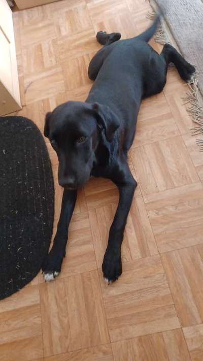 Deutsche Doggen Besitzer zeigt euch-Beitrag-Bild