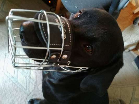 Wie sitzt mein Maulkorb / Maulkorb-Beratung-Beitrag-Bild