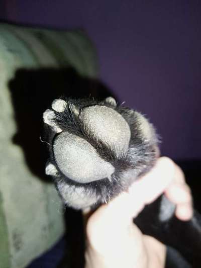 Pfotentrimmen-Beitrag-Bild