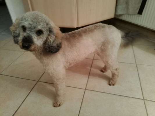 Vor dem Friseur - nach dem Friseur-Beitrag-Bild