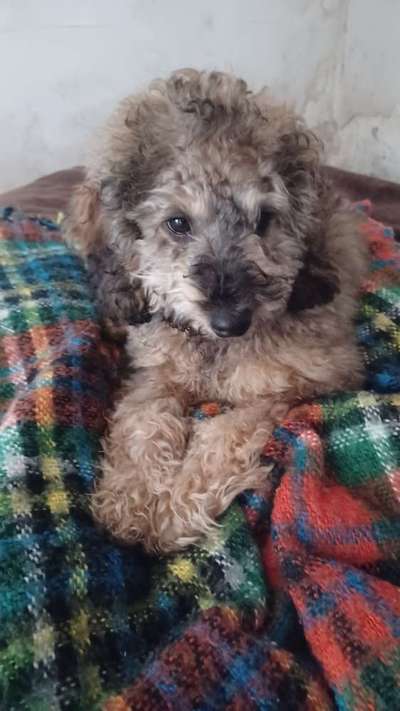 Alles rund um den Pudel-Beitrag-Bild