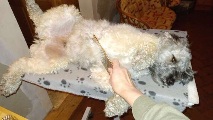 Vertrauen zwischen Hund und Halter-Beitrag-Bild