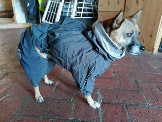 Wo sind die Zwergpinscher?-Beitrag-Bild