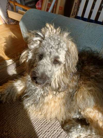 Alles rund um den Pudel-Beitrag-Bild