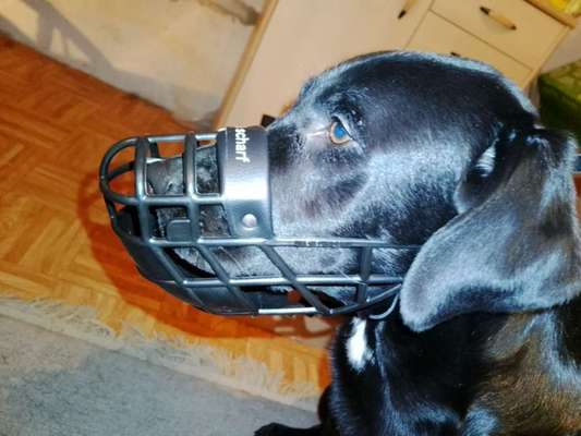 Wie sitzt mein Maulkorb / Maulkorb-Beratung-Beitrag-Bild