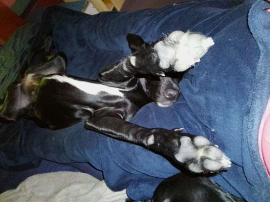 Pfotentrimmen-Beitrag-Bild