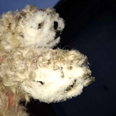 Schutz der Pfoten und Beine im Winter-Beitrag-Bild