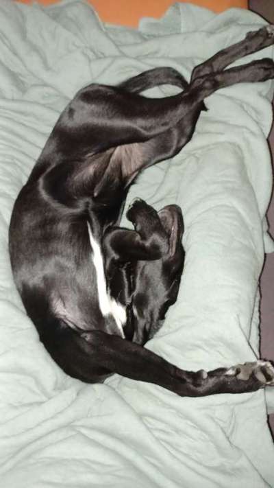 Dogorama Photo Challenge - Frühjahrsmüdigkeit-Beitrag-Bild