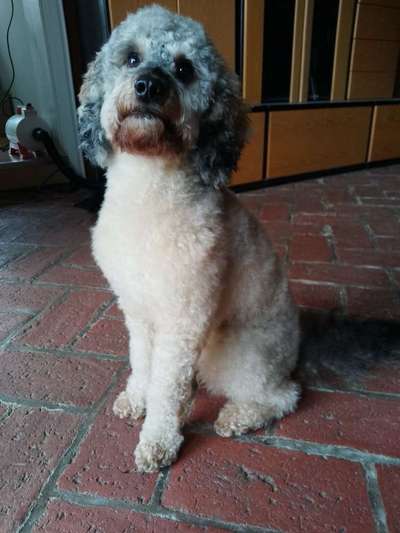 Pudel-Treffen-Beitrag-Bild