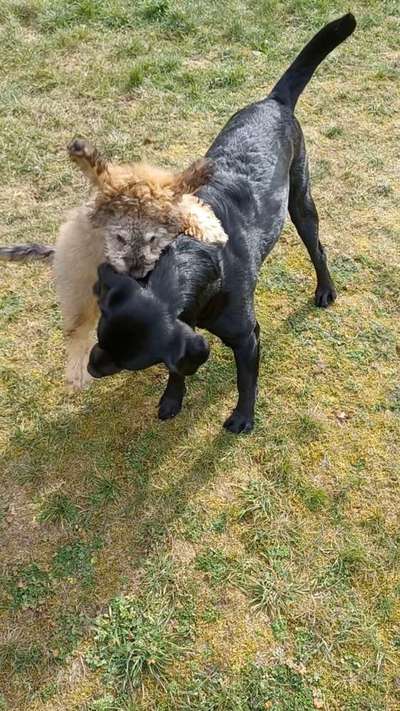 Dogorama Photo Challenge - besondere Eigenschaften-Beitrag-Bild