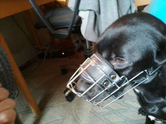 Wie sitzt mein Maulkorb / Maulkorb-Beratung-Beitrag-Bild