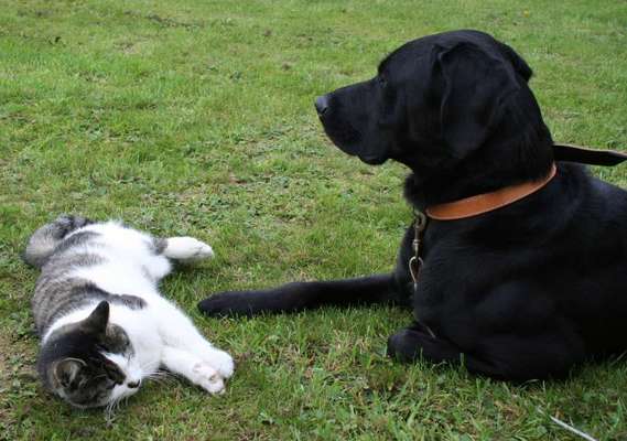 Hunde/Katzenmensch :P-Beitrag-Bild