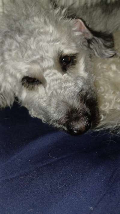 Austausch über Tibetdoodle-Beitrag-Bild