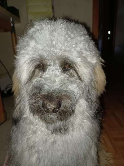 Schneideverbot für Vibrissen-Beitrag-Bild