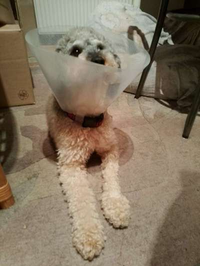 Fixateur extern - wie geht man damit um?-Beitrag-Bild