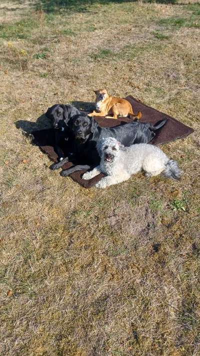 Schlafplatz im Garten-Beitrag-Bild