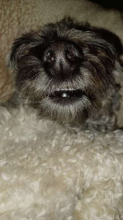 Dogorama Photo Challenge - Details Ganz nah-Beitrag-Bild