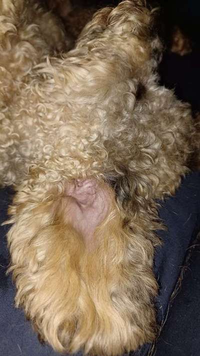 Dogorama Photo Challenge - Details Ganz nah-Beitrag-Bild