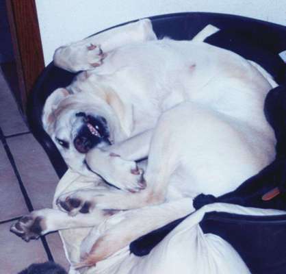 Dogorama Photo Challenge - besondere Eigenschaften-Beitrag-Bild