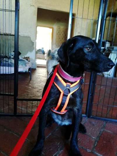 Wie sitzt mein Geschirr?-Beitrag-Bild