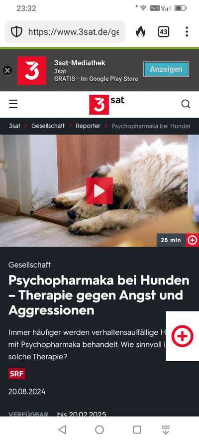 Psychopharmaka beim Hund-Beitrag-Bild