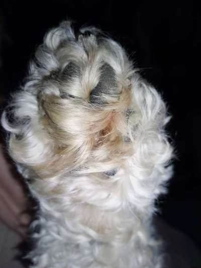 Pfotentrimmen-Beitrag-Bild