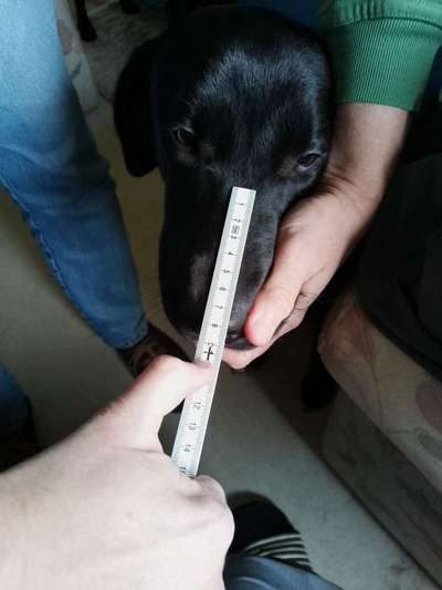 Wie sitzt mein Maulkorb / Maulkorb-Beratung-Beitrag-Bild