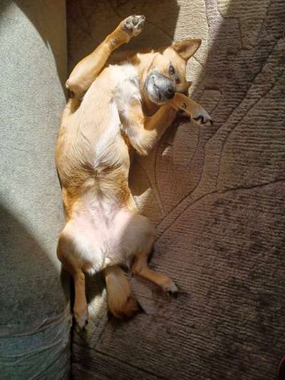 36. Handy Foto Challenge - Sonnenanbeter-Beitrag-Bild