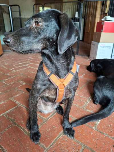 Wie sitzt mein Geschirr?-Beitrag-Bild