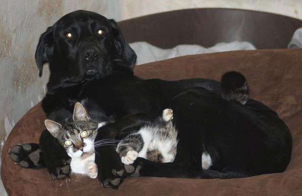 Labrador & Großer Schweizer Sennenhund-Beitrag-Bild