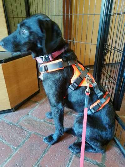 Wie sitzt mein Geschirr?-Beitrag-Bild