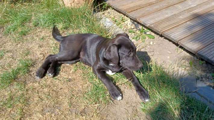 Labradorfans-Beitrag-Bild