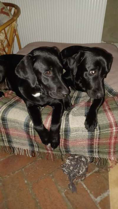 Hunderunde-Beitrag-Bild