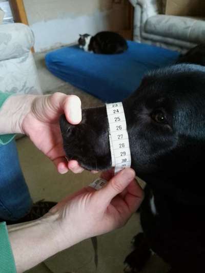 Wie sitzt mein Maulkorb / Maulkorb-Beratung-Beitrag-Bild