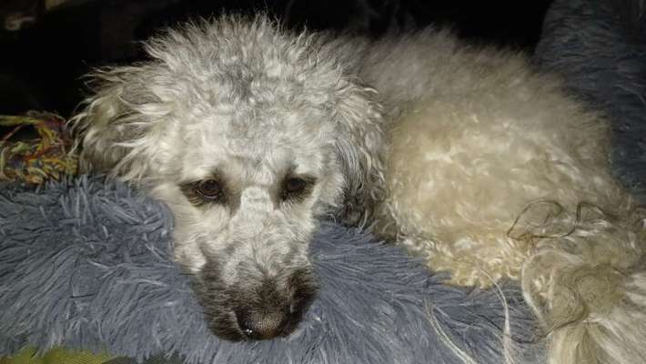 Austausch über Tibetdoodle-Beitrag-Bild