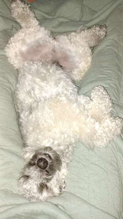 Vertrauen zwischen Hund und Halter-Beitrag-Bild