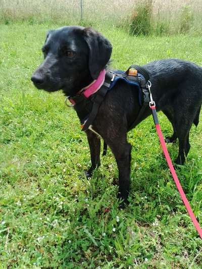 Wie sitzt mein Geschirr?-Beitrag-Bild