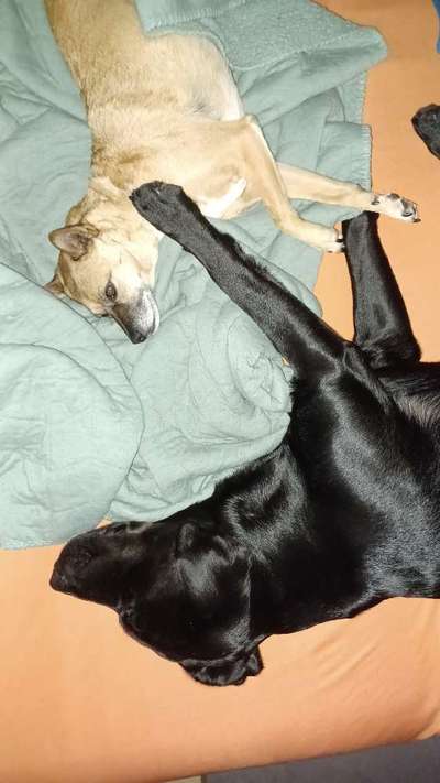 Foto Challenge 103    Hundefreundschaften-Beitrag-Bild