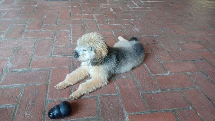 Alles rund um den Pudel-Beitrag-Bild