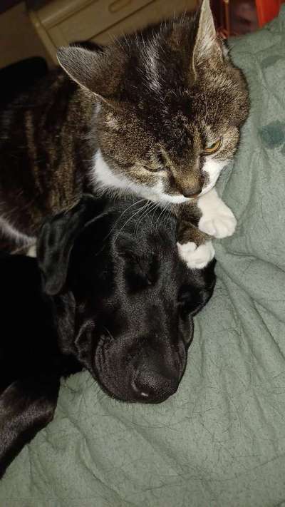 Dogorama Photo Challenge - Frühjahrsmüdigkeit-Beitrag-Bild