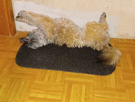 Hands,äh Pfoten up in the Air-Beitrag-Bild