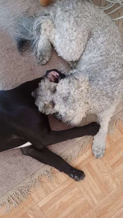 Foto Challenge 112 
ungewöhnliche Schlafplätze-Beitrag-Bild