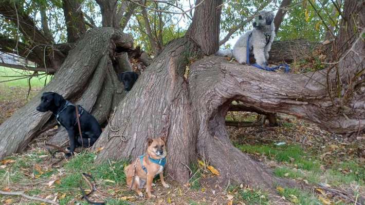 Dogorama Photo Challenge - Gassipause-Beitrag-Bild