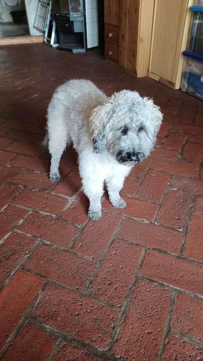 Schneideverbot für Vibrissen-Beitrag-Bild