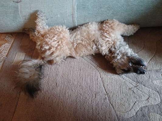 Austausch über Tibetdoodle-Beitrag-Bild