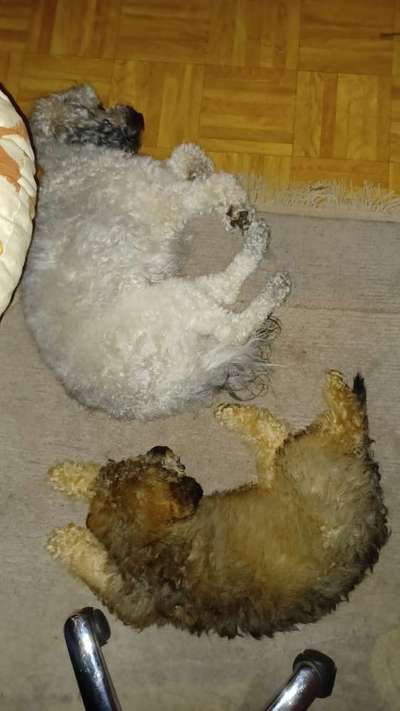 Alles rund um den Pudel-Beitrag-Bild