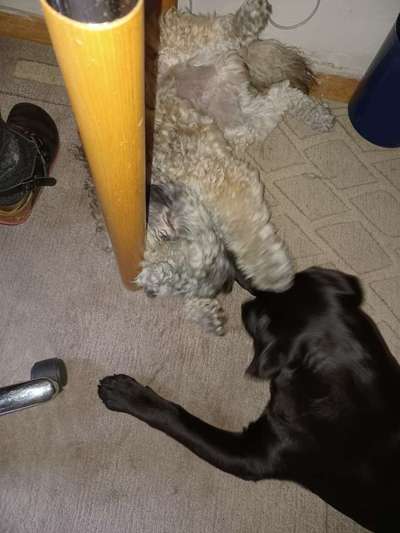 Austausch über Tibetdoodle-Beitrag-Bild